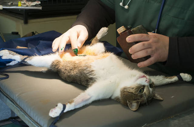 沈阳母猫绝育多少钱,沈阳母猫绝育价位