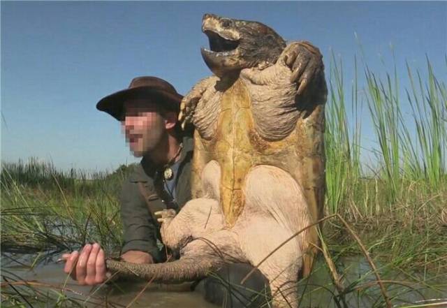 超过80公斤的巨型鳄龟 被人抓到时龇牙咧嘴太可怕