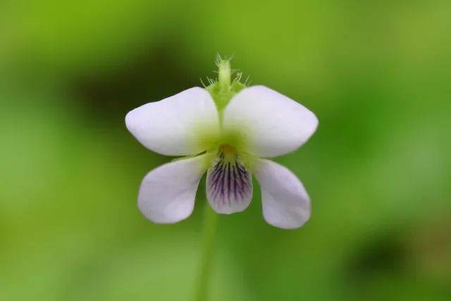 短鬚毛七星蓮(viola diffusa var.