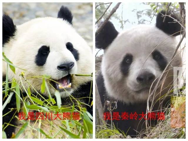 大熊猫的颜色描写图片