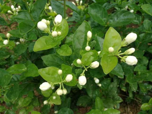 它不仅是一朵茉莉花,还是芳香袭人的护肤品|未之泉