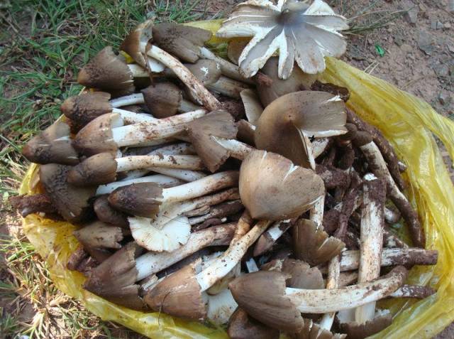 又到了吃菌子的季节,来了解一下云南那些盛产美味的菌子窝