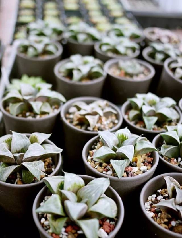 长沙最美的多肉大棚地图,够我逛一整年了!