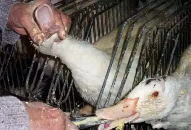 他们这样长期的灌食,直接导致了鹅的口腔,他们的食道也是千疮百孔的