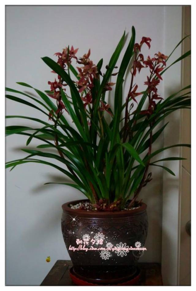 墨兰叶子黄了,分析一下原因,对症下药