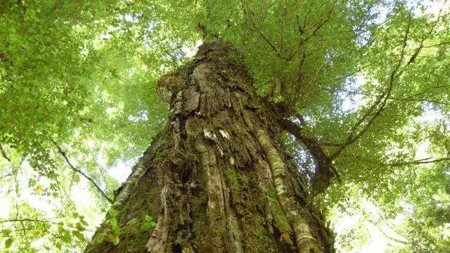 沿着五彩缤纷的蕨类植物,一路到达"森林之王"的脚下