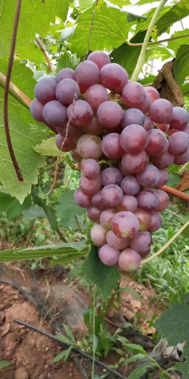 丹林梨花源特大黑霸李熟了,邀你免费来品尝,泸州出发半小时就到