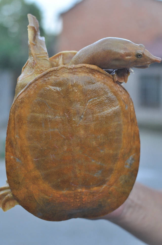 鱼有限公司经理李清府在丹江口水库收获一只金黄色野生甲鱼(俗称老鳖)