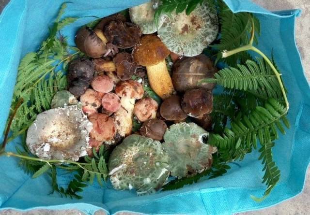 菌子种类,20种常见的食用菌,可食用菌类图片大全(第3页)_大山谷图库