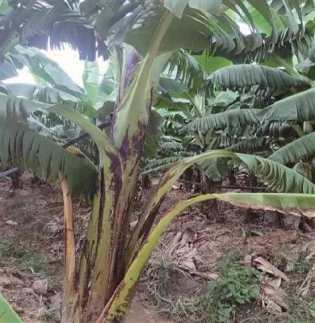 香蕉的"镁"你知多少?香蕉缺镁常见症状和防治方法
