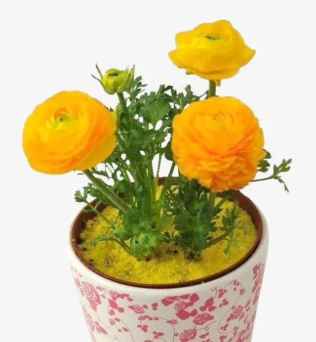 喜欢的花粉们还可以选择自己种一棵花毛茛 盆栽,这样可以延长花毛茛的