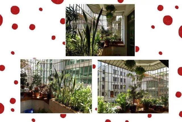 投票丨"红色引领 花满沥雄"最美阳台"网络人气奖"评选活动开始啦,赶快