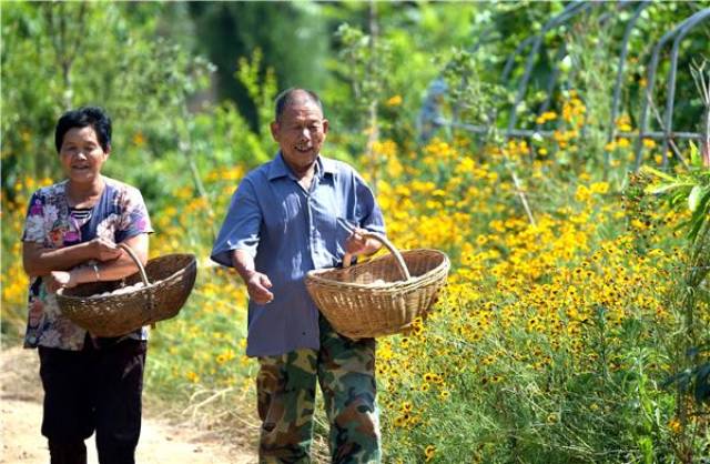 南阳市卧龙区:贫困村民增收致富的"金蛋蛋"