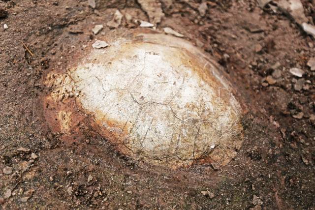 5亿年前蛇颈龟化石_手机搜狐网