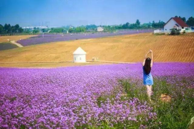 端午成都又要火了全国最大的薰衣草花海被紫色海洋美醉