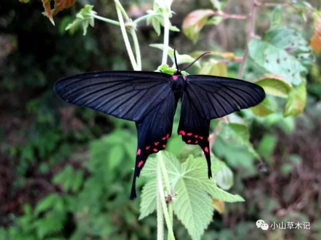 黑色的蛾子红色肚子图片