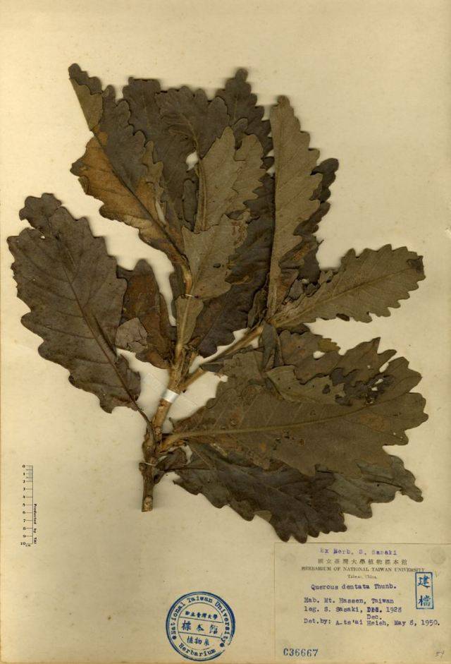 南阳市西峡县 槲叶,槲树的叶子,具有活血,利小便等药用价值,多见于