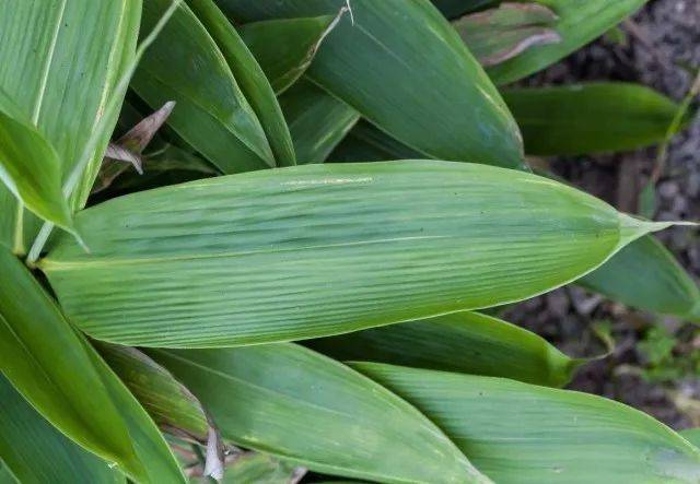 三亚人喜欢用 柊叶,长得像芭蕉叶一样,能包一斤的料进去.