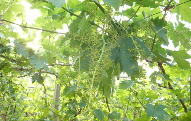 一株葡萄树从开花到结果需要多长时间?