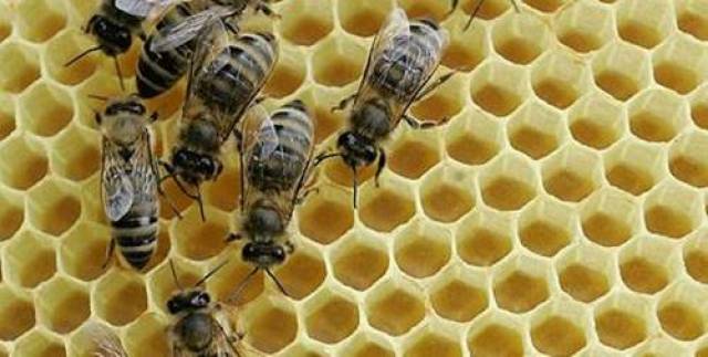 产卵育虫的脾称为子脾,位于巢箱中部