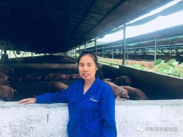 生猪养殖基地的行业全景图