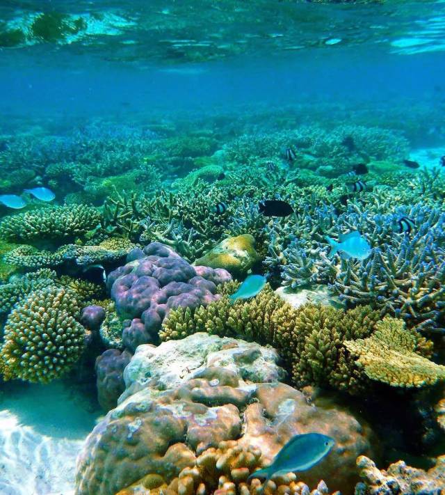 又一个值得种草的高性价比岛vilamendhoo!