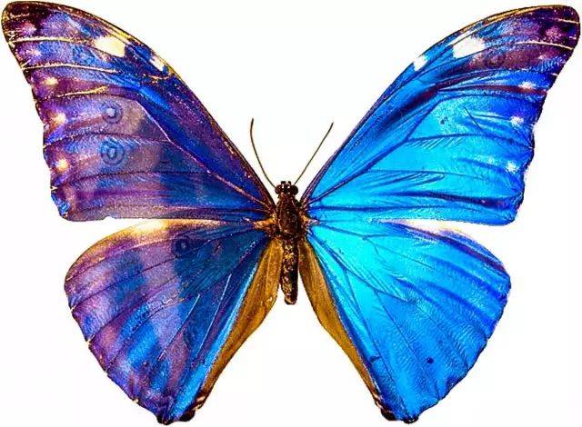 蝴蝶的仿生案例图片
