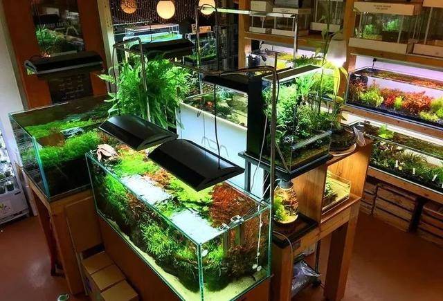 怎样高大上的水景店能让人过目不忘?