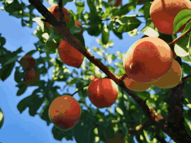 杭州建德大慈岩镇陈店村狮山南坡,约800亩的桃园里孕育了1万4千株桃树