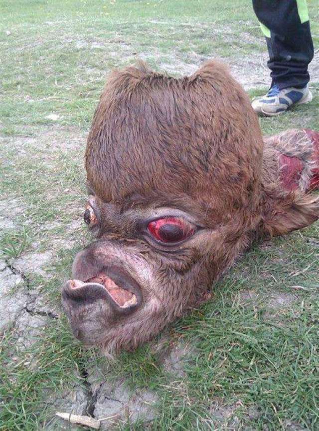 歪歪扭扭,而且还有一大波牙肉爆了出来,真是恐怖到了极点