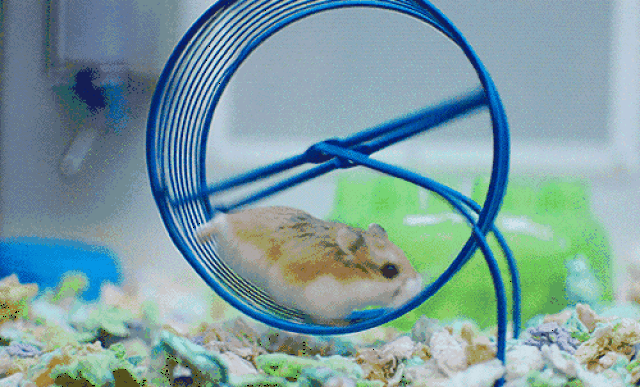 500_302gif 动态图 动图