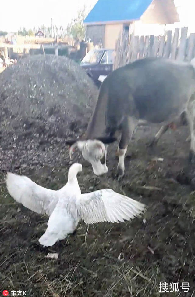 俄罗斯奶牛与一只鹅打架 夺食大战引人发笑