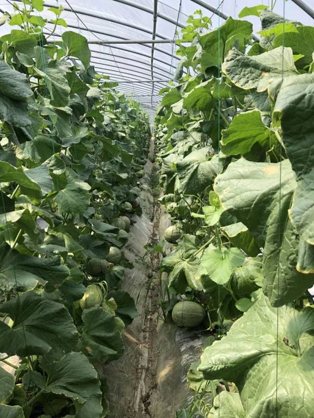 北联的哈密瓜,你要尝一尝吗?打卡小分队走起!