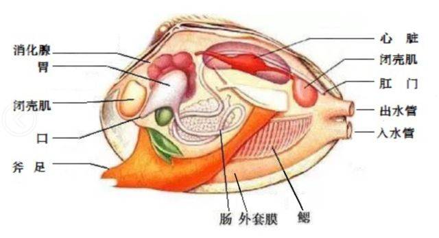 河蚌内部解剖结构图图片