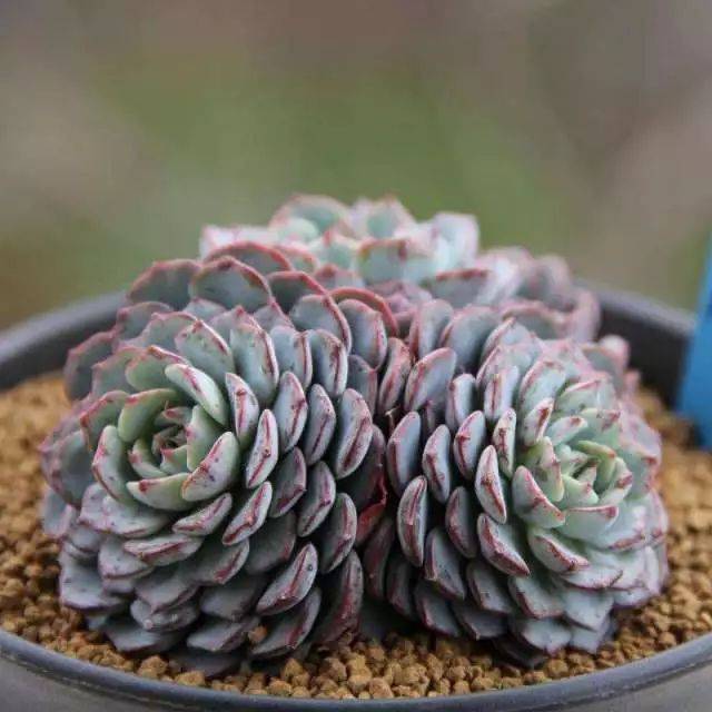 【家有多肉】爱斯诺多肉,易出侧芽易爆盆!