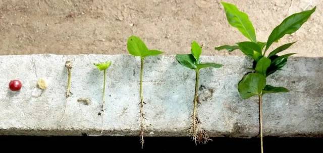 专业咖啡师培训 | 一颗咖啡从咖啡种子到咖啡树的生长过程!