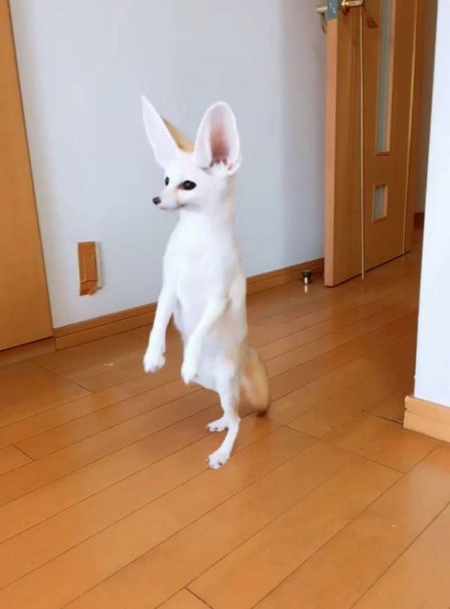 【萌宠秀】这位日本小姐姐厉害了,竟养了只狐狸当宠物!
