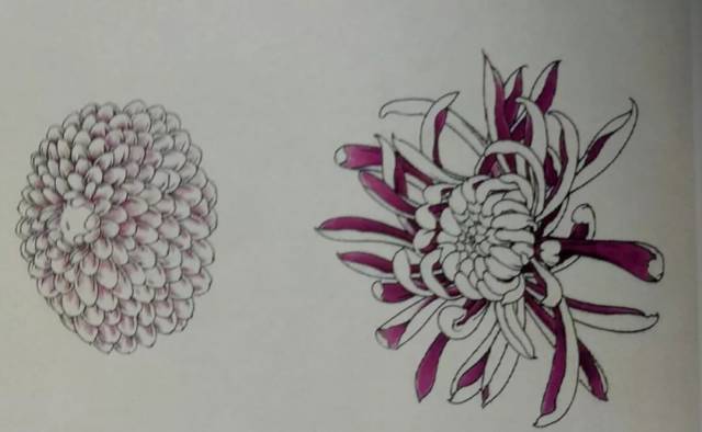 工笔菊花的画法菊花设色步骤