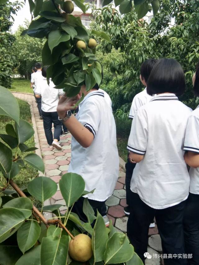 实验部学生熟悉博兴二中校园