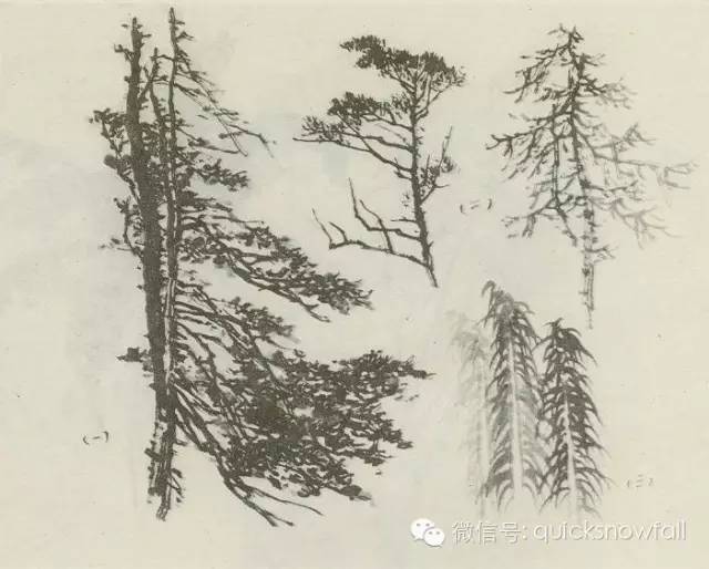 杉树画,杉树桩,天杉树_大山谷图库