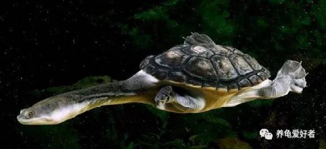之所以把巴西龟列上来,是由于此龟以及它的表哥表妹啥的龟类,就是
