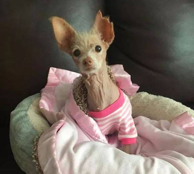 没人知道这只长相奇怪的狗狗是什么品种,但这并不妨碍它得到爱!