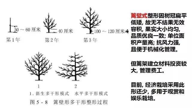 自然开心形树体结构图片