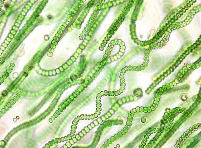 蓝藻类囊体图片