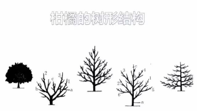 树状结构,树状分支图,层次(第3页)_大山谷图库