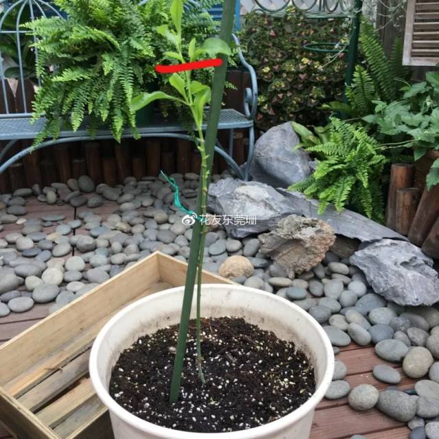 她用一年,让蓝雪花在广东开爆(附超详细图解)