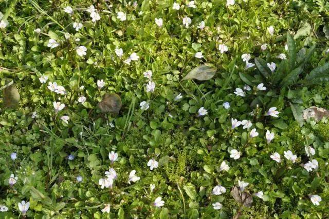杭州市缀花草坪野花资源大全(干货!