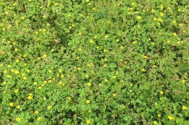杭州市缀花草坪野花资源大全(干货!
