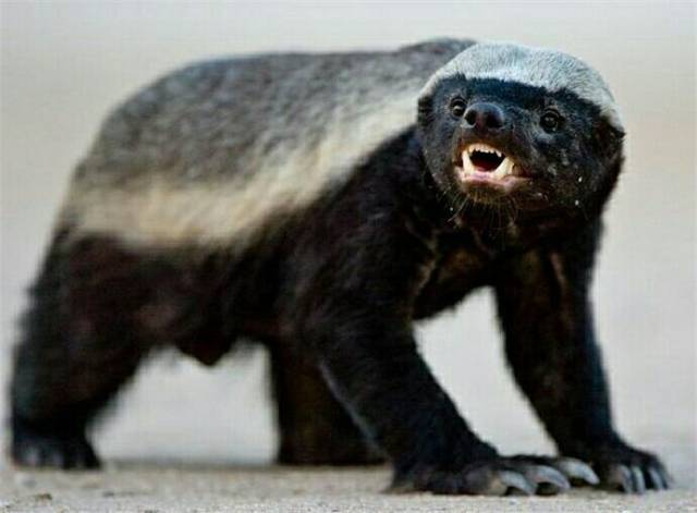 非洲平头哥蜜獾永不为奴 除非把它的牙磨了