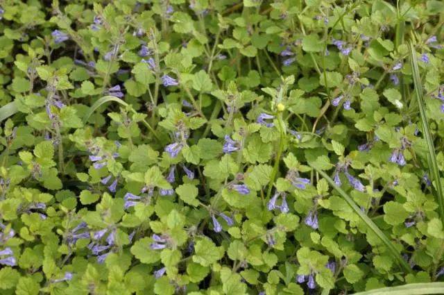杭州市缀花草坪野花资源大全(干货!